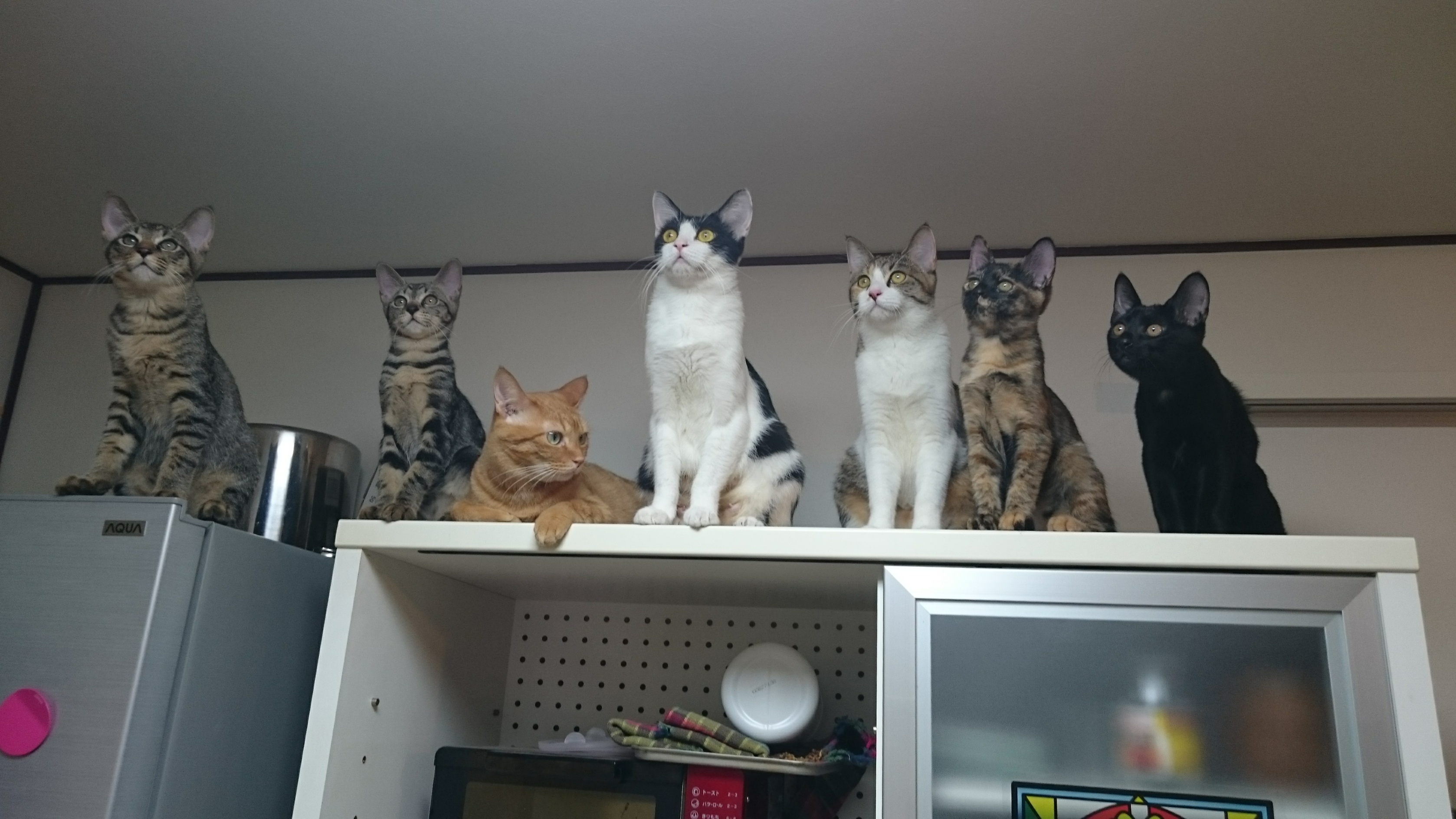 日本猫のオスとメス 種類によって性格が違う 我が家の猫7匹を比べてみた ネコチラブログ