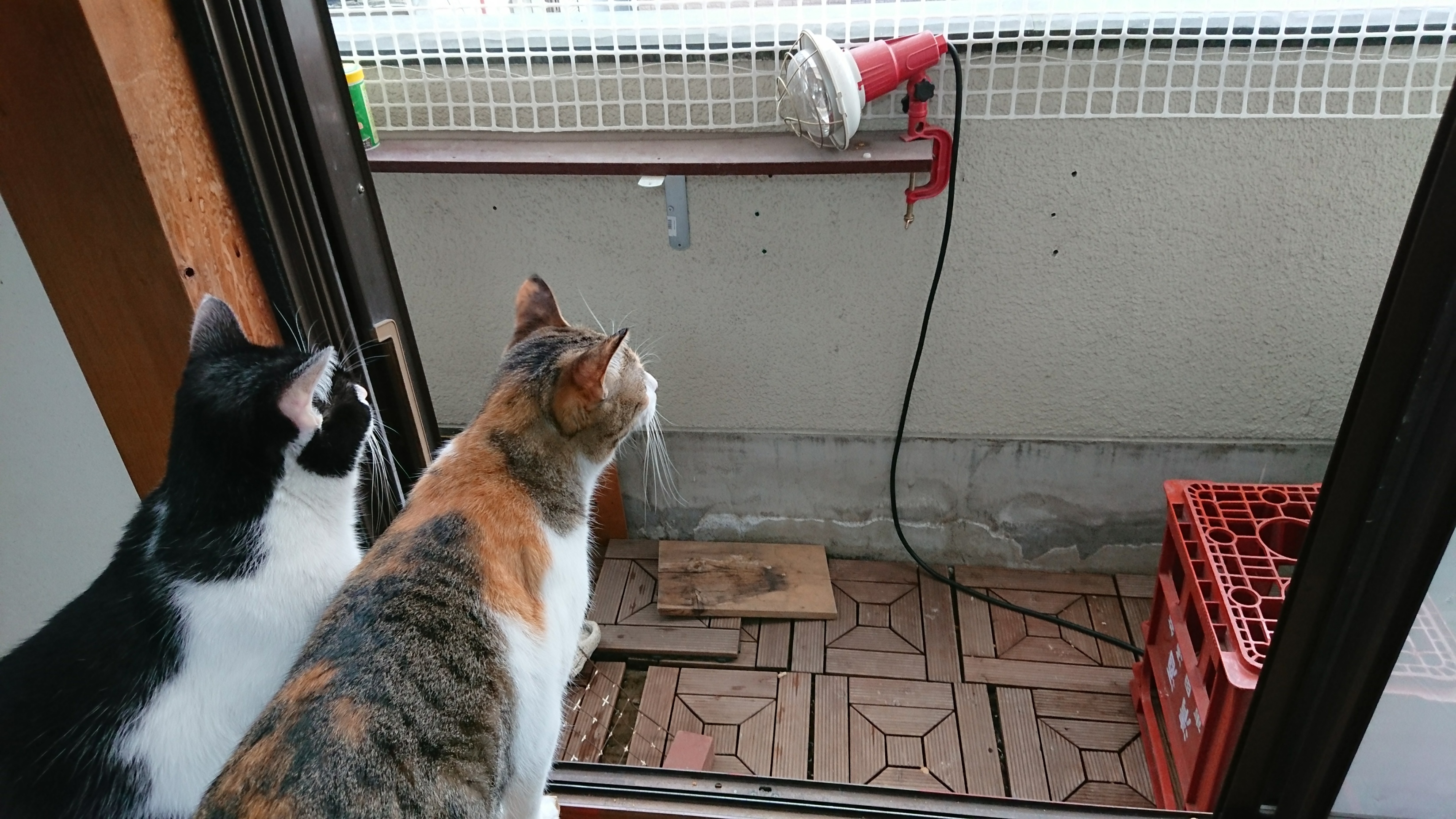 猫がベランダに出たがってる 柵をｄｉｙして脱走防止する方法 ネコチラブログ